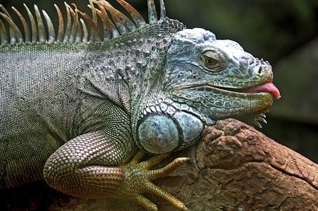 Le monde illimité des reptiles aux 10 000 espèces